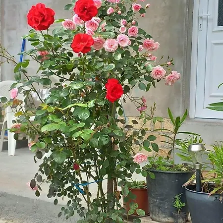 Apartamento Turkana 1